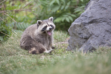 American raccoon portrait