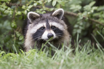 American raccoon portrait