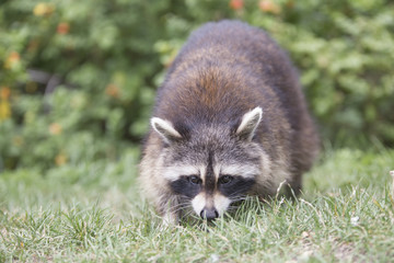 American raccoon portrait