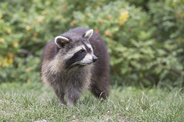 American raccoon portrait