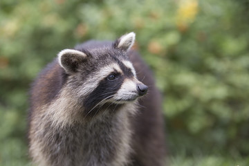 American raccoon portrait