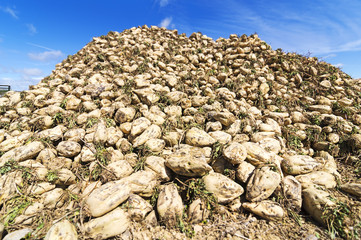 sugar beet collected in field by farmer , selective focus