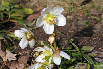 Helleborus niger flowers in spring