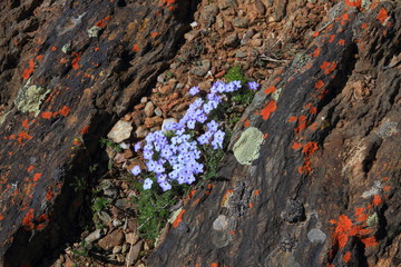 Wildflowers in bloom