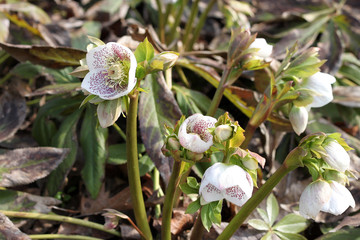 Hellebore flower in spring