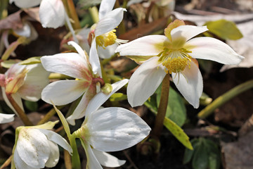 Helleborus niger flowers in spring