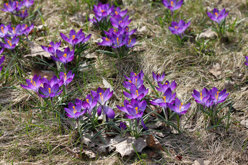 Purple Crocus flowers blooming in the spring