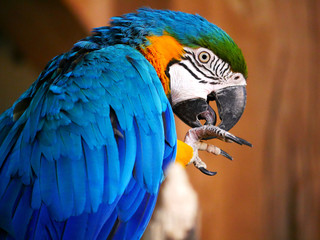 Perroquet © photoloulou91