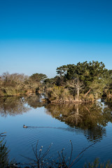 Bassin d'Arcachon, Nature sauvage, canard, Arès
