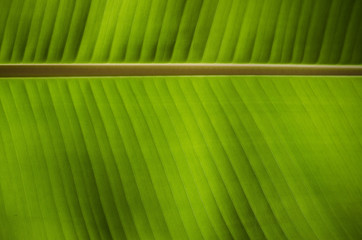 Texture background of backlight fresh green banana Leaf, wallpaper, exotic, structure, material