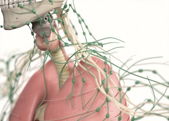 Anatomy showing thyroid, lymph nodes and lungs, upper body. 3d illustration