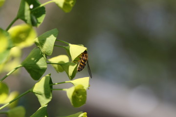 syrphe