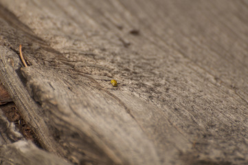 Ladybug