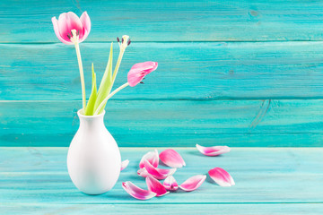Withered pink tulips in a white vase, fallen petals on a blue wooden background