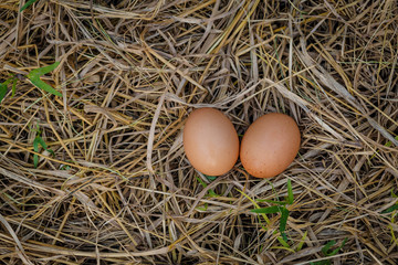 egg in nest