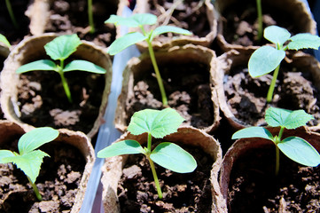 cucumber seedlings growing in boxes, spring farmer cares, many cucumber sprouts for business production and farm enterprise