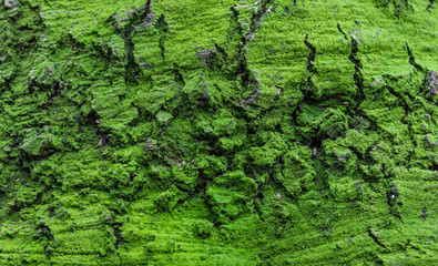 Moosschicht auf der Borke eines Baumes