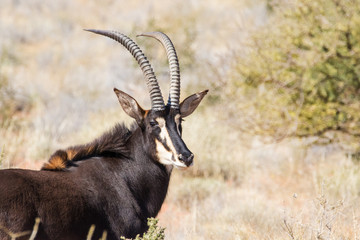 Small group of mature Sable antelope on a farm in South Africa