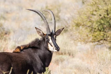 Fototapeten Antilope Kleine Gruppe ausgewachsener Rappenantilopen auf einer Farm in Südafrika  © Dewald