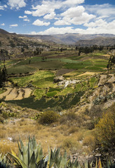 Fototapeta premium Agricultural terraces. Colca Valley, Arequipa, Peru