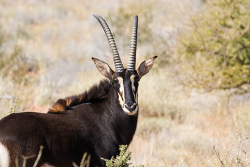 Small group of mature Sable antelope on a farm in South Africa © Dewald