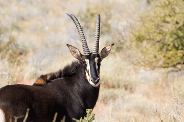 Small group of mature Sable antelope on a farm in South Africa