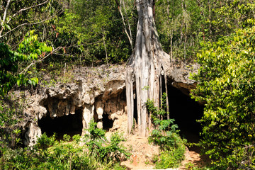 Huge ancient fig tree and the entrance to an underground cave system