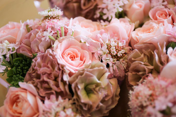 スポットライトを浴びるピンクのバラ