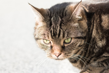 Augen der Tigerkatze