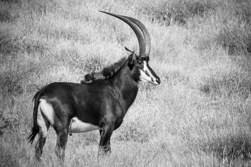 Small group of mature Sable antelope on a farm in South Africa