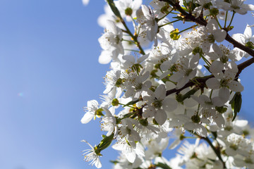 Cherry white flowers trees brunch. Nature close up macro background. 