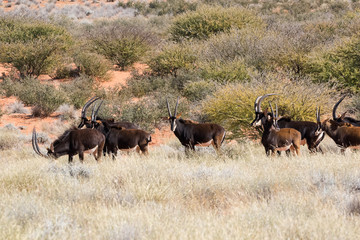 Naklejka na ściany i meble Small group of mature Sable antelope on a farm in South Africa