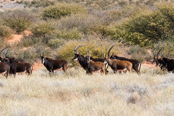 Small group of mature Sable antelope on a farm in South Africa