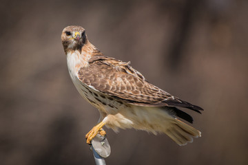 Red Tailed Hawk
