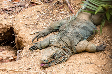 Resting, endangered Blue Iguana on Grand Cayman