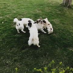 щенки играют на траве