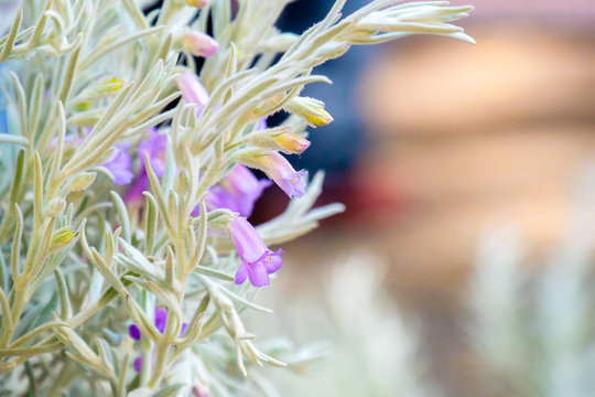 silky eremophila nivea