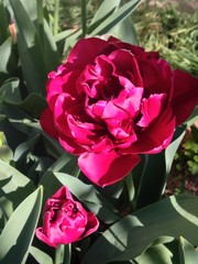 tulip R004