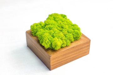 Beautiful moss on wood. home decor