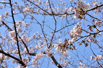桜の木