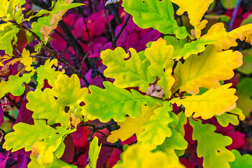 Background of bright beautiful autumn leaves, nature wallpaper