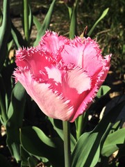 tulip R003
