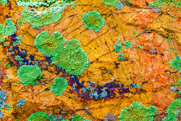 Bright multicolored mold moss and lichen on stone, abstract natural background and wallpaper.