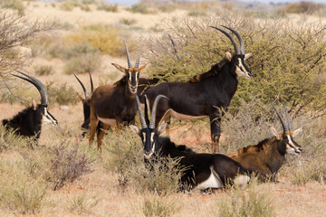Small group of mature Sable antelope on a farm in South Africa