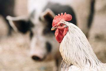 White Chicken Rooster Hen On Pig Snout Background In Rustic Farm