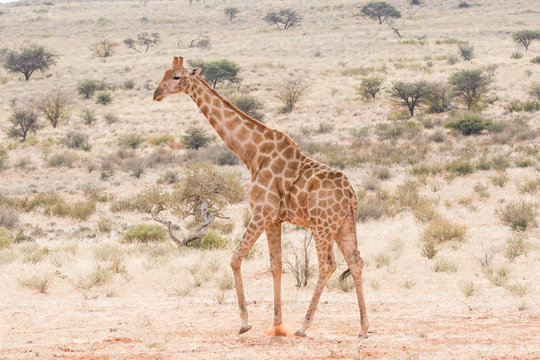 Close up image of a giraffe walking in the wild