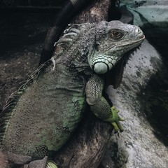 зеленая ягуана в зоопарке