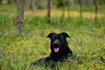 dog, animal, pet, canine, labrador, nature, forest