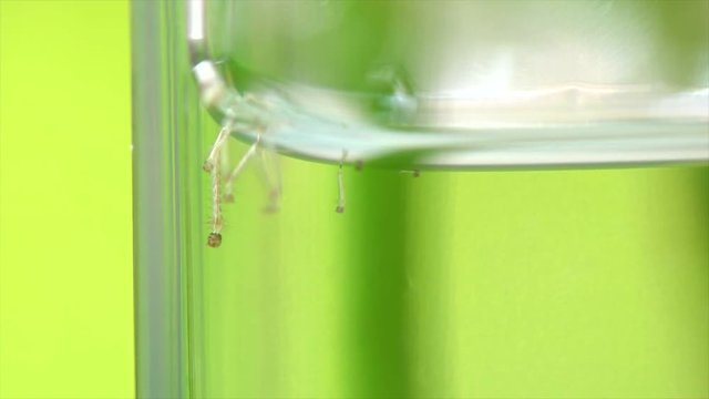 mosquito larvae in glass tank with green background