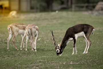 Naklejka na ściany i meble A male blackbuck with twisted horns standing and eating on green grass.